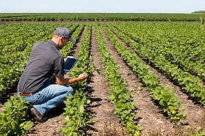 farmer looking at crops